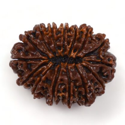 15-Mukhi-Rudraksha-Nepal-Premium-6-Back