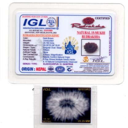 15-Mukhi-Rudraksha-Nepal-Premium-6-Certificate