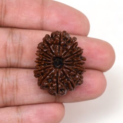 15-Mukhi-Rudraksha-Nepal-Premium-6-Hand