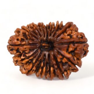 15-Mukhi-Rudraksha-Nepal-Premium-7