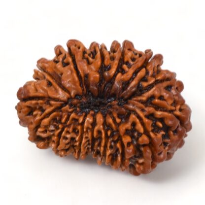 15-Mukhi-Rudraksha-Nepal-Premium-7-Back