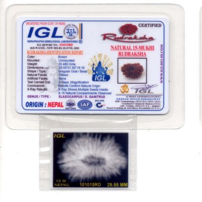 15-Mukhi-Rudraksha-Nepal-Premium-7-Certificate