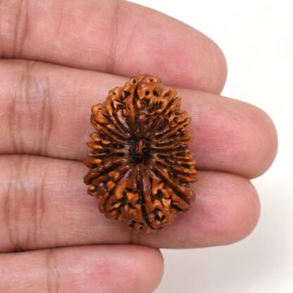 15-Mukhi-Rudraksha-Nepal-Premium-7-Hand