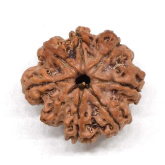 8-Mukhi-Rudraksha-Nepal-Premium-1