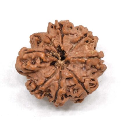 8-Mukhi-Rudraksha-Nepal-Premium-1-Back