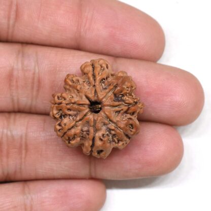 8-Mukhi-Rudraksha-Nepal-Premium-1-Hand