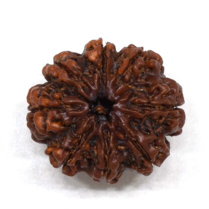 8-Mukhi-Rudraksha-Nepal-Premium-2