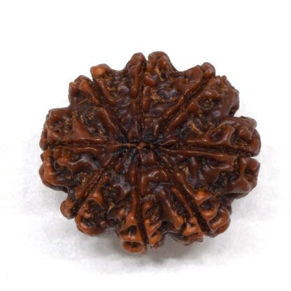 8-Mukhi-Rudraksha-Nepal-Premium-2-Back