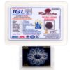 8-Mukhi-Rudraksha-Nepal-Premium-2-Certificate