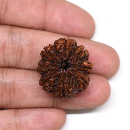 8-Mukhi-Rudraksha-Nepal-Premium-2-Hand