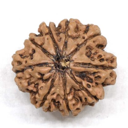 9-Mukhi-Rudraksha-Nepal-Collector-11