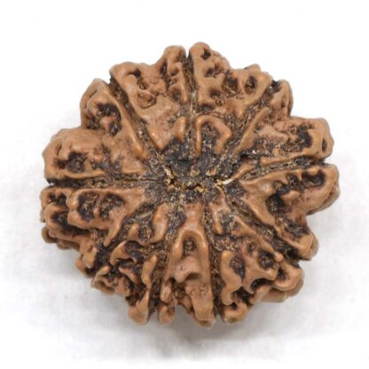 9-Mukhi-Rudraksha-Nepal-Collector-11-Back