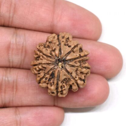 9-Mukhi-Rudraksha-Nepal-Collector-11-Hand