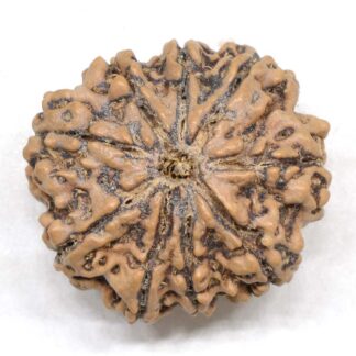 9-Mukhi-Rudraksha-Nepal-Collector-12