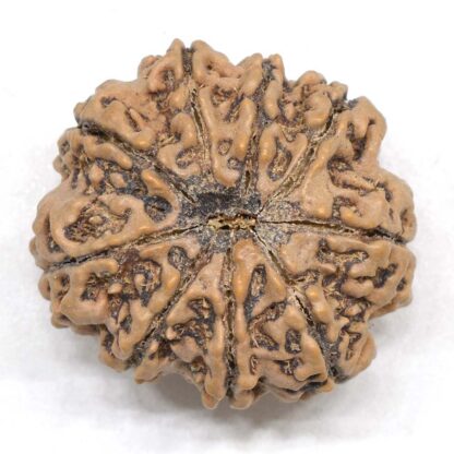 9-Mukhi-Rudraksha-Nepal-Collector-12-Back