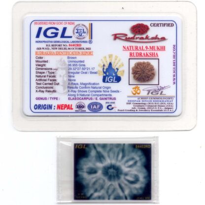 9-Mukhi-Rudraksha-Nepal-Collector-12-Certificate