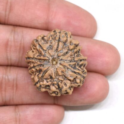 9-Mukhi-Rudraksha-Nepal-Collector-12-Hand