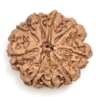 9-Mukhi-Rudraksha-Nepal-Collector-13