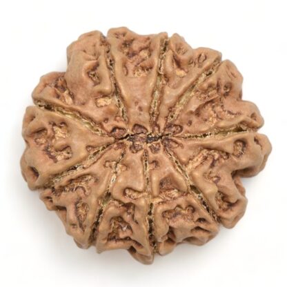 9-Mukhi-Rudraksha-Nepal-Collector-13-Back