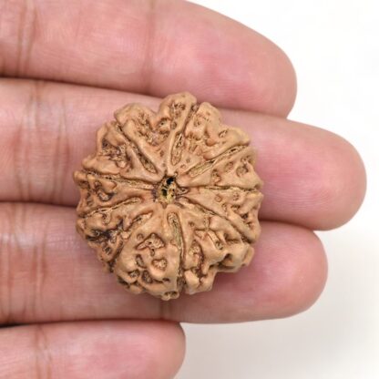 9-Mukhi-Rudraksha-Nepal-Collector-13-Hand