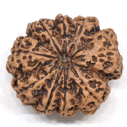 9-Mukhi-Rudraksha-Nepal-Collector-14