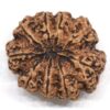 9-Mukhi-Rudraksha-Nepal-Collector-14-Back
