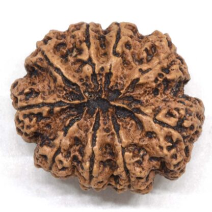 9-Mukhi-Rudraksha-Nepal-Collector-14-Back