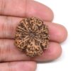 9-Mukhi-Rudraksha-Nepal-Collector-14-Hand