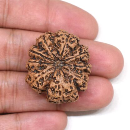 9-Mukhi-Rudraksha-Nepal-Collector-14-Hand