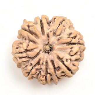 9-Mukhi-Rudraksha-Nepal-Premium-1