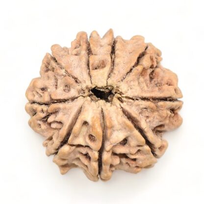 9-Mukhi-Rudraksha-Nepal-Premium-1-Back