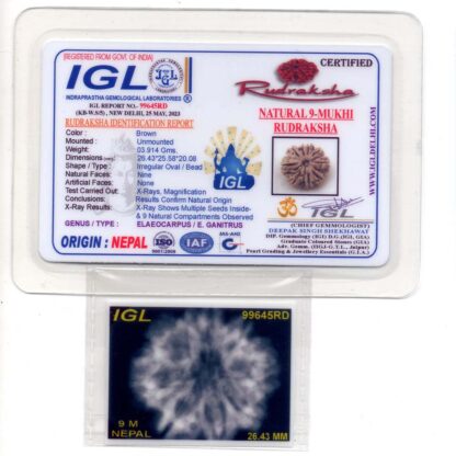 9-Mukhi-Rudraksha-Nepal-Premium-1-Certificate