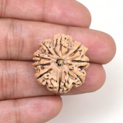 9-Mukhi-Rudraksha-Nepal-Premium-1-Hand