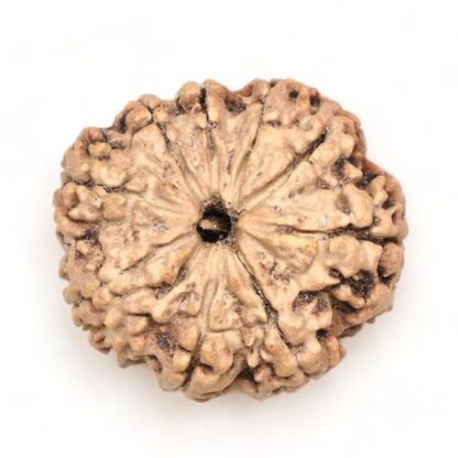 9-Mukhi-Rudraksha-Nepal-Premium-2