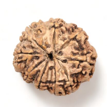 9-Mukhi-Rudraksha-Nepal-Premium-2-Back