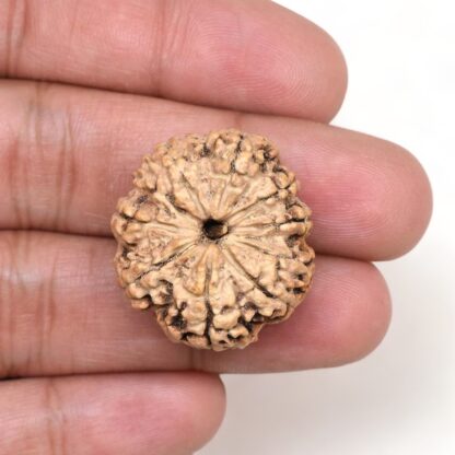 9-Mukhi-Rudraksha-Nepal-Premium-2-Hand