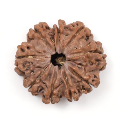 9-Mukhi-Rudraksha-Nepal-Premium-3