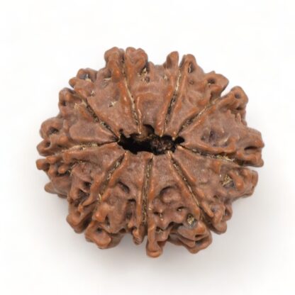 9-Mukhi-Rudraksha-Nepal-Premium-3-Back