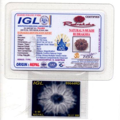 9-Mukhi-Rudraksha-Nepal-Premium-3-Certificate