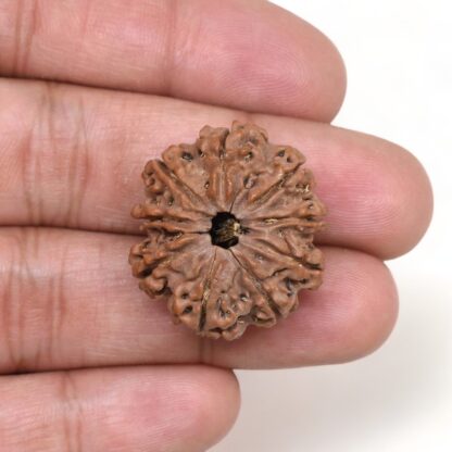 9-Mukhi-Rudraksha-Nepal-Premium-3-Hand