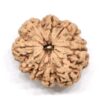 9-Mukhi-Rudraksha-Nepal-Premium-4