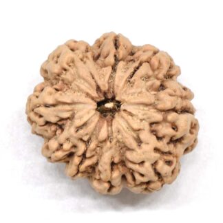 9-Mukhi-Rudraksha-Nepal-Premium-4