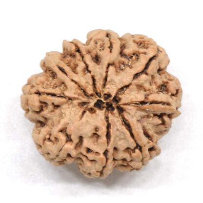 9-Mukhi-Rudraksha-Nepal-Premium-4-Back