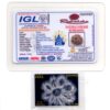 9-Mukhi-Rudraksha-Nepal-Premium-4-Certificate