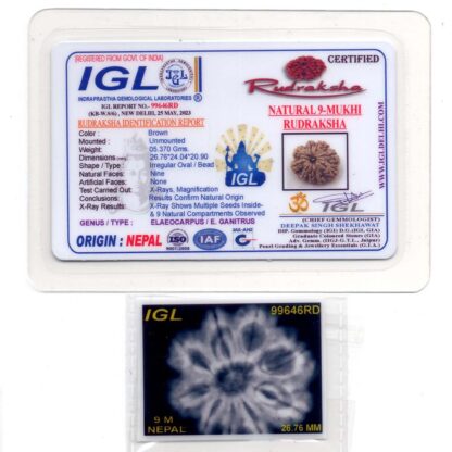 9-Mukhi-Rudraksha-Nepal-Premium-4-Certificate