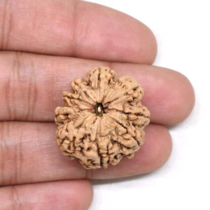 9-Mukhi-Rudraksha-Nepal-Premium-4-Hand