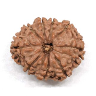 9-Mukhi-Rudraksha-Nepal-Premium-5