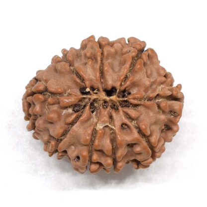 9-Mukhi-Rudraksha-Nepal-Premium-5-Back