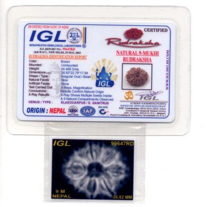 9-Mukhi-Rudraksha-Nepal-Premium-5-Certificate