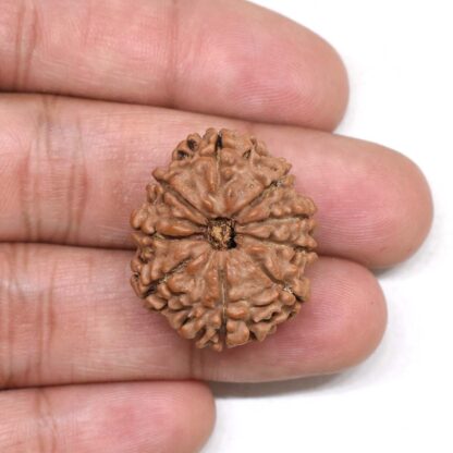 9-Mukhi-Rudraksha-Nepal-Premium-5-Hand